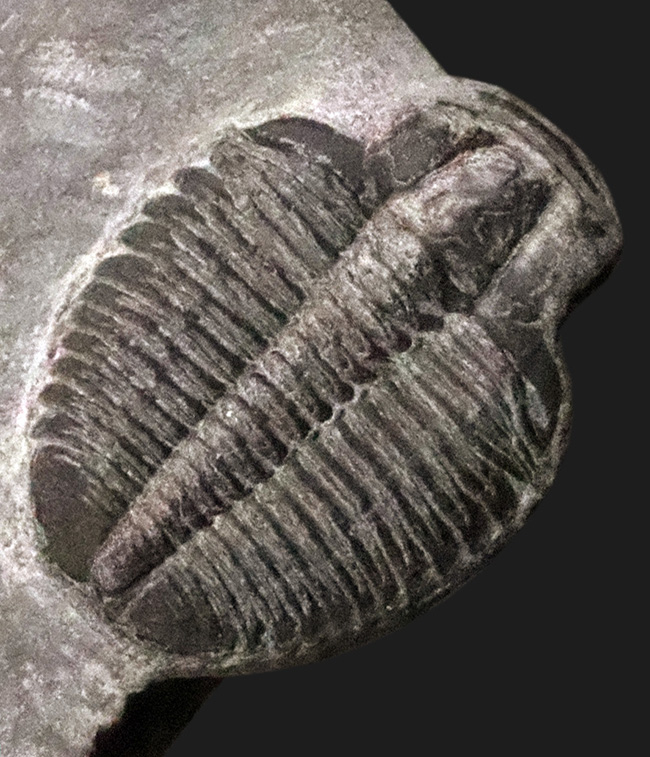 最古級かつ最も有名な三葉虫｜米国ユタ州産 エルラシア・キンギ（Elrathia kingii）の化石（その1）