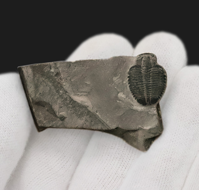 最古級かつ最も有名な三葉虫｜米国ユタ州産 エルラシア・キンギ（Elrathia kingii）の化石（その2）