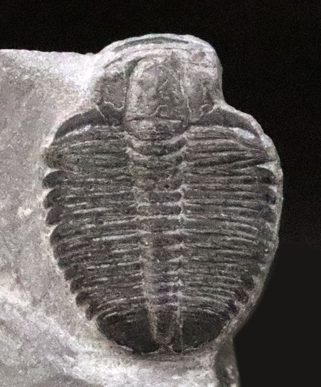 最古級かつ最も有名な三葉虫｜米国ユタ州産 エルラシア・キンギ（Elrathia kingii）の化石（その3）