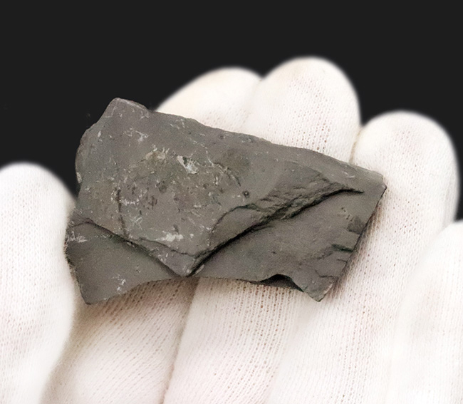 最古級かつ最も有名な三葉虫｜米国ユタ州産 エルラシア・キンギ（Elrathia kingii）の化石（その4）