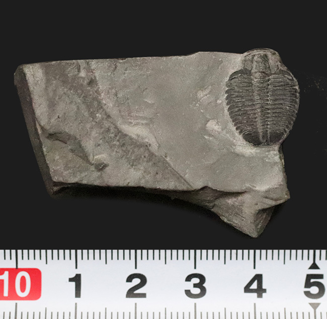 最古級かつ最も有名な三葉虫｜米国ユタ州産 エルラシア・キンギ（Elrathia kingii）の化石（その6）