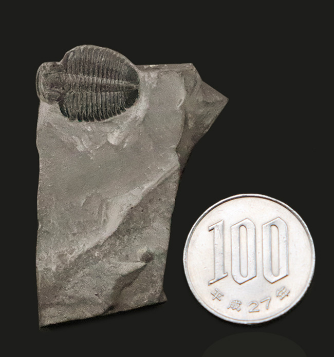 最古級かつ最も有名な三葉虫｜米国ユタ州産 エルラシア・キンギ（Elrathia kingii）の化石（その7）