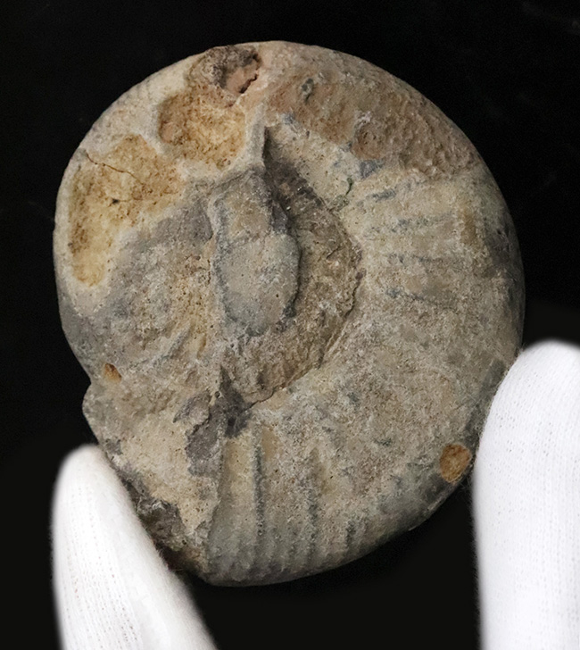 ナチュラル感あふれる、モロッコ産・白亜紀のアンモナイト(Ammonite)化石(その1)