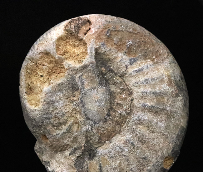ナチュラル感あふれる、モロッコ産・白亜紀のアンモナイト(Ammonite)化石(その2)