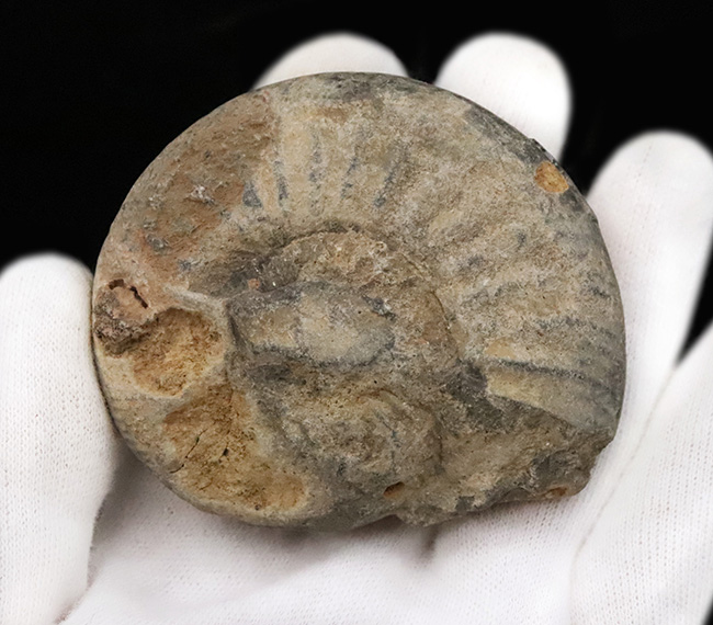 ナチュラル感あふれる、モロッコ産・白亜紀のアンモナイト(Ammonite)化石(その3)