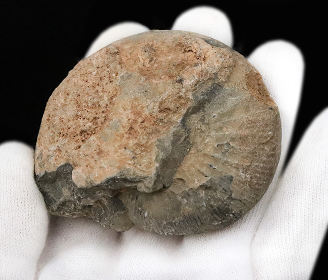 ナチュラル感あふれる、モロッコ産・白亜紀のアンモナイト(Ammonite)化石(その4)
