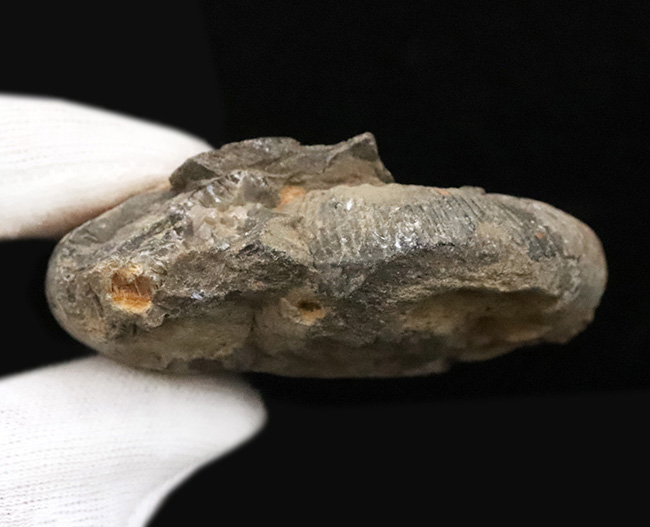 ナチュラル感あふれる、モロッコ産・白亜紀のアンモナイト(Ammonite)化石(その5)