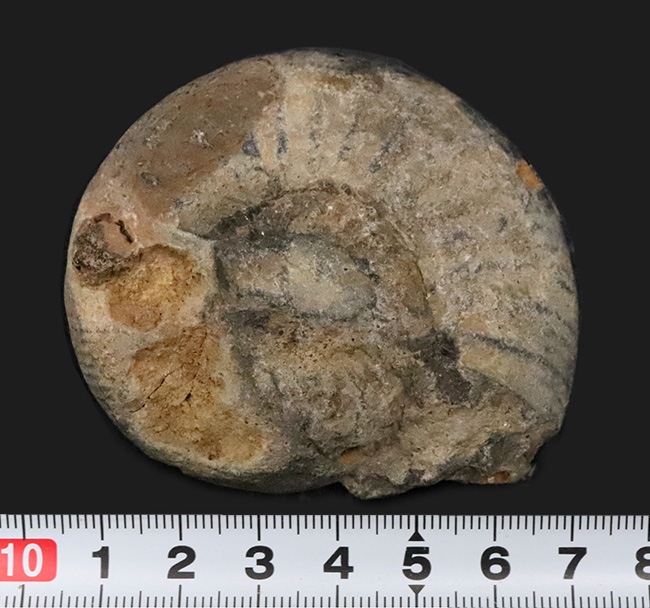 ナチュラル感あふれる、モロッコ産・白亜紀のアンモナイト(Ammonite)化石(その6)