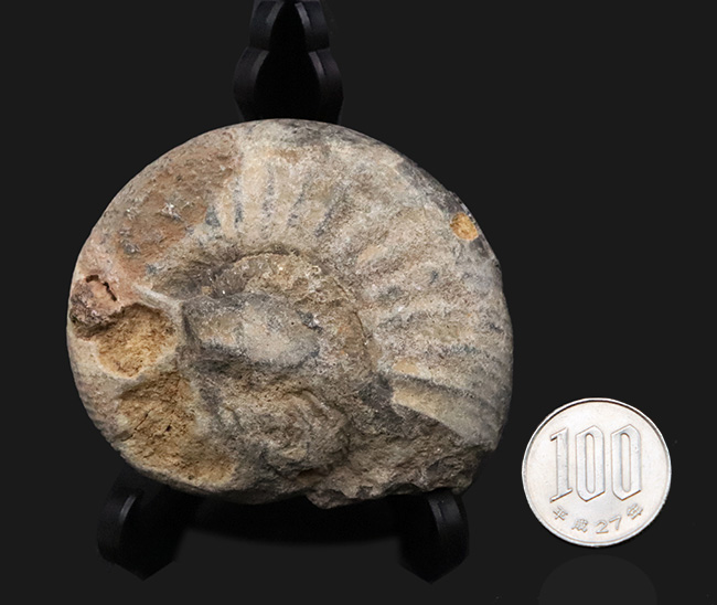 ナチュラル感あふれる、モロッコ産・白亜紀のアンモナイト(Ammonite)化石(その7)