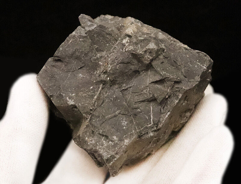 国産マニックシリーズ！名産地・岐阜県金生山の二枚貝化石、スキゾダス（Schizodus）（その4）