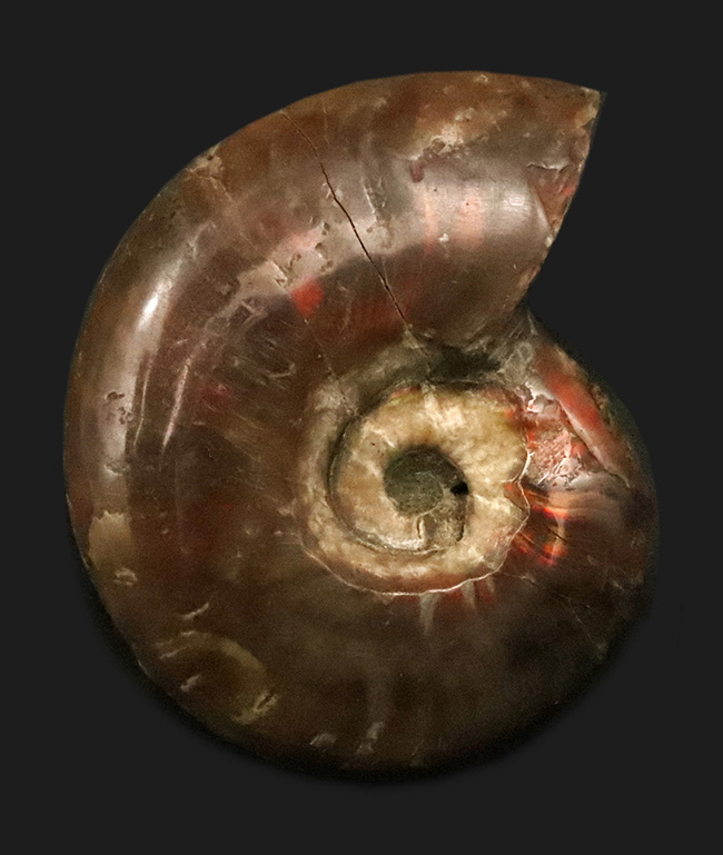 赤い遊色が保存されたマダガスカル産のアンモナイト、クレオニセラス（Cleoniceras）（その1）