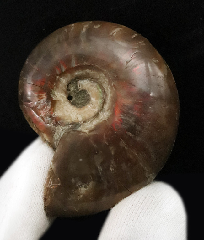 赤い遊色が保存されたマダガスカル産のアンモナイト、クレオニセラス（Cleoniceras）（その2）