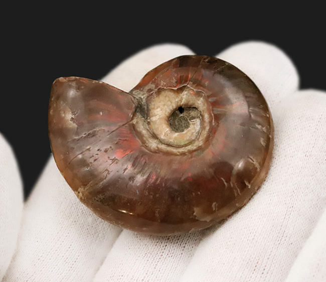 赤い遊色が保存されたマダガスカル産のアンモナイト、クレオニセラス（Cleoniceras）（その3）