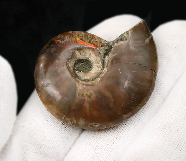 赤い遊色が保存されたマダガスカル産のアンモナイト、クレオニセラス（Cleoniceras）（その4）