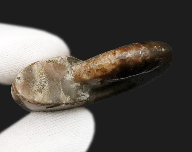 赤い遊色が保存されたマダガスカル産のアンモナイト、クレオニセラス（Cleoniceras）（その5）