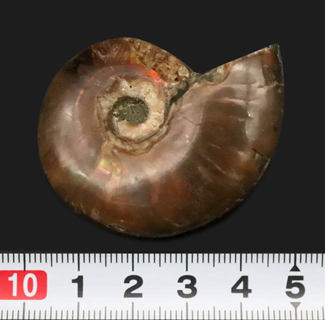赤い遊色が保存されたマダガスカル産のアンモナイト、クレオニセラス（Cleoniceras）（その6）