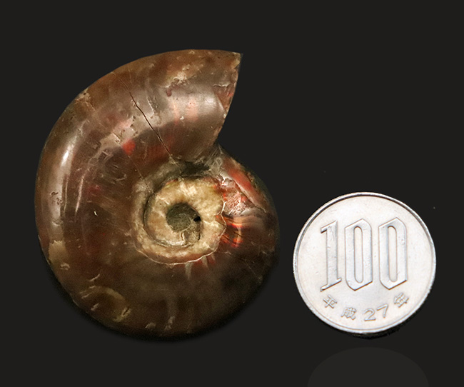 赤い遊色が保存されたマダガスカル産のアンモナイト、クレオニセラス（Cleoniceras）（その7）