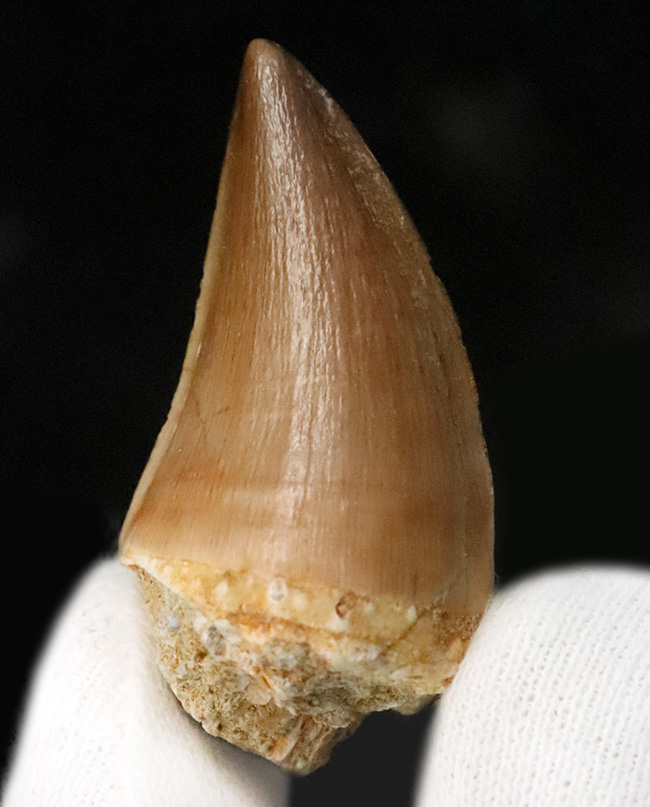 数十の標本から選び抜かれた極上品。白亜紀の覇者、モササウルス（Mosasaurus）の歯化石（その1）