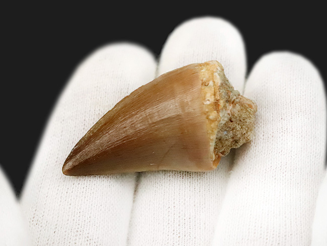 数十の標本から選び抜かれた極上品。白亜紀の覇者、モササウルス（Mosasaurus）の歯化石（その2）