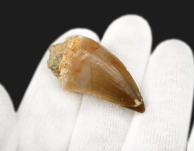 数十の標本から選び抜かれた極上品。白亜紀の覇者、モササウルス（Mosasaurus）の歯化石（その3）