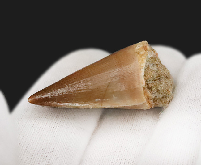 数十の標本から選び抜かれた極上品。白亜紀の覇者、モササウルス（Mosasaurus）の歯化石（その4）