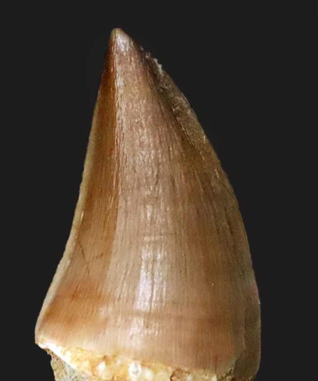 数十の標本から選び抜かれた極上品。白亜紀の覇者、モササウルス（Mosasaurus）の歯化石（その5）