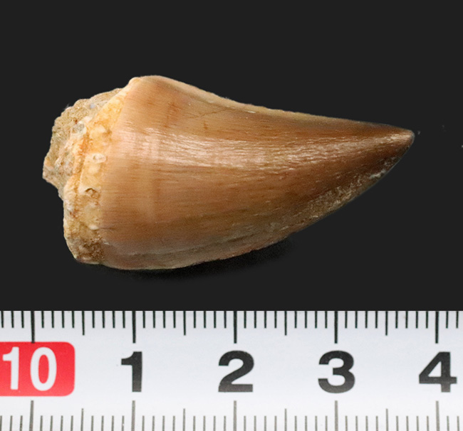 数十の標本から選び抜かれた極上品。白亜紀の覇者、モササウルス（Mosasaurus）の歯化石（その6）