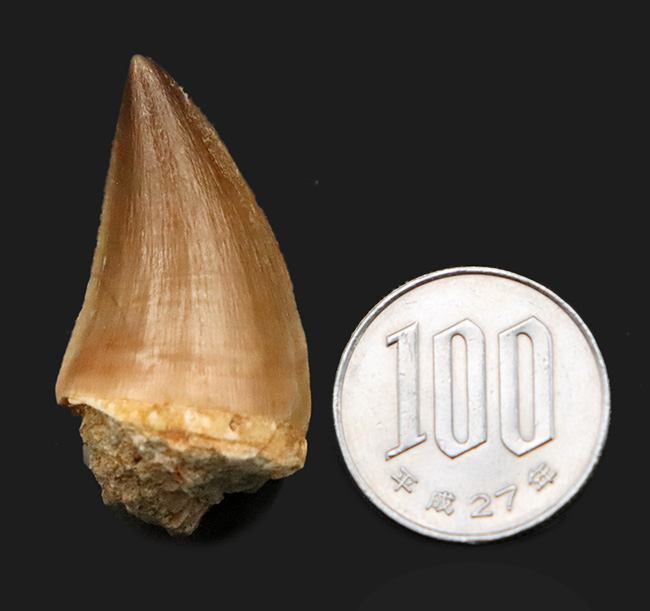 数十の標本から選び抜かれた極上品。白亜紀の覇者、モササウルス（Mosasaurus）の歯化石（その7）