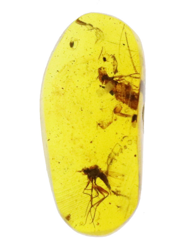 透明度の高いクリアな基質の内部に、2匹の虫の化石が内包！約1億年前、恐竜時代の琥珀、バーマイト（Burmite）（その1）