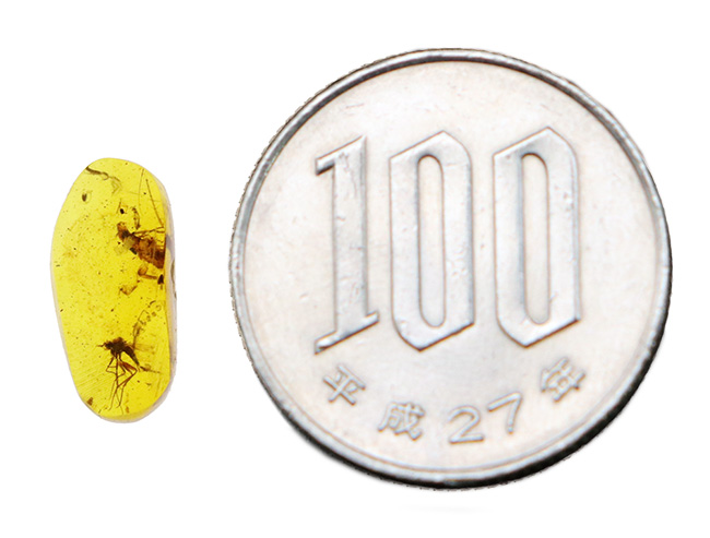 透明度の高いクリアな基質の内部に、2匹の虫の化石が内包！約1億年前、恐竜時代の琥珀、バーマイト（Burmite）（その10）