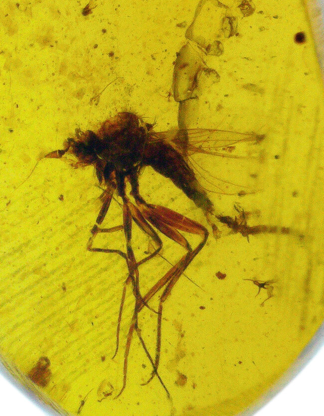 透明度の高いクリアな基質の内部に、2匹の虫の化石が内包！約1億年前、恐竜時代の琥珀、バーマイト（Burmite）（その2）
