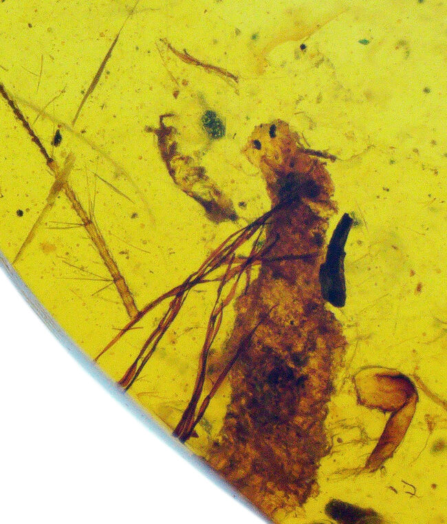 透明度の高いクリアな基質の内部に、2匹の虫の化石が内包！約1億年前、恐竜時代の琥珀、バーマイト（Burmite）（その3）
