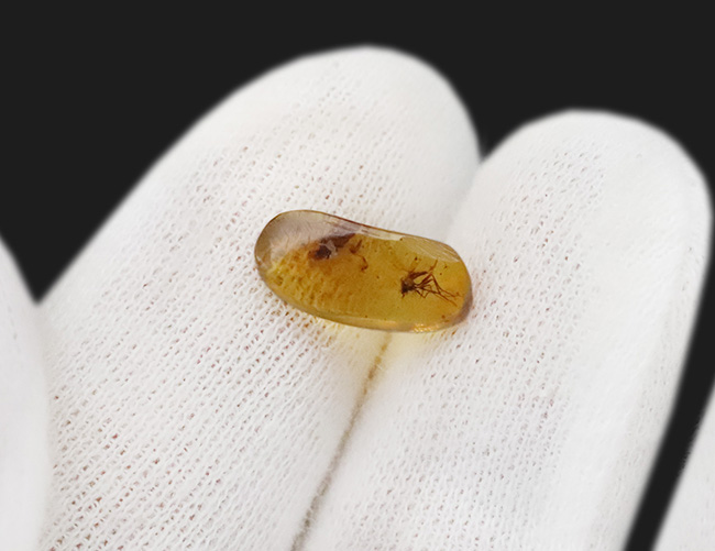 透明度の高いクリアな基質の内部に、2匹の虫の化石が内包！約1億年前、恐竜時代の琥珀、バーマイト（Burmite）（その6）
