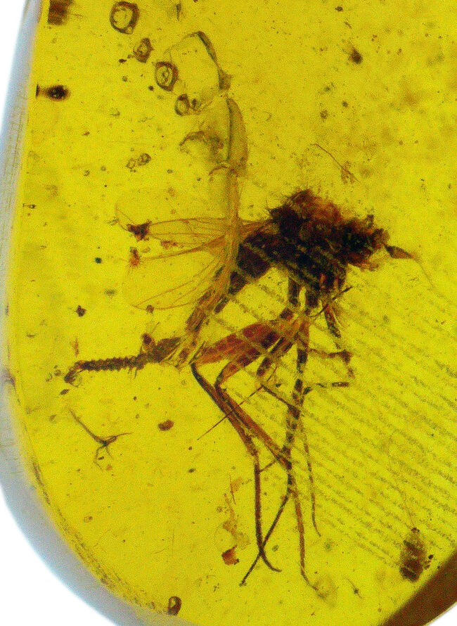 透明度の高いクリアな基質の内部に、2匹の虫の化石が内包！約1億年前、恐竜時代の琥珀、バーマイト（Burmite）（その7）