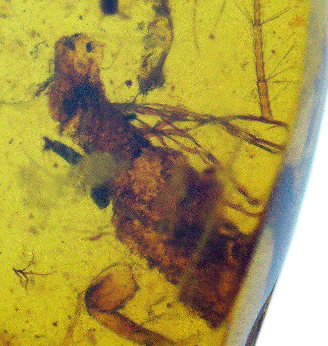 透明度の高いクリアな基質の内部に、2匹の虫の化石が内包！約1億年前、恐竜時代の琥珀、バーマイト（Burmite）（その8）