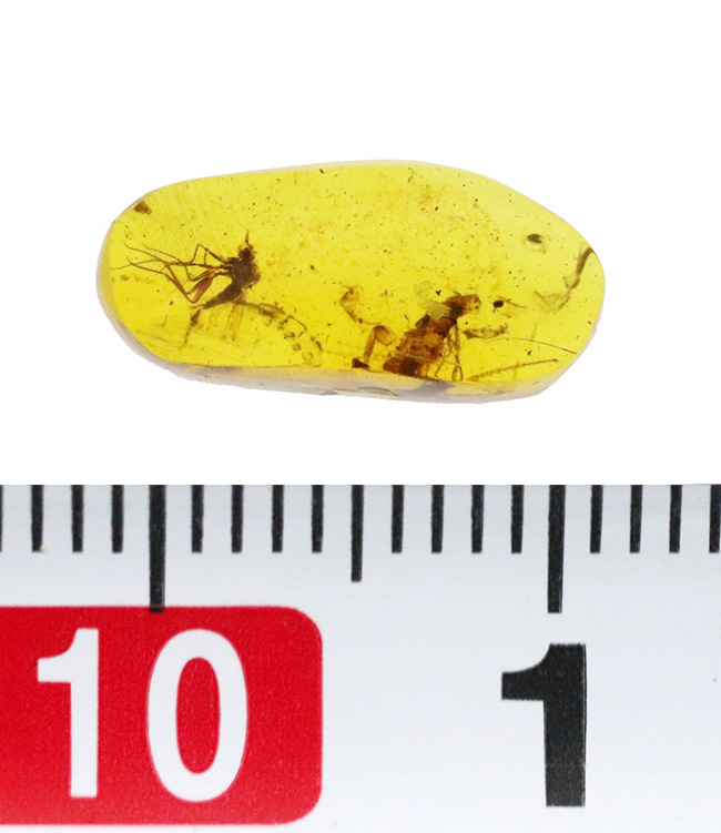 透明度の高いクリアな基質の内部に、2匹の虫の化石が内包！約1億年前、恐竜時代の琥珀、バーマイト（Burmite）（その9）