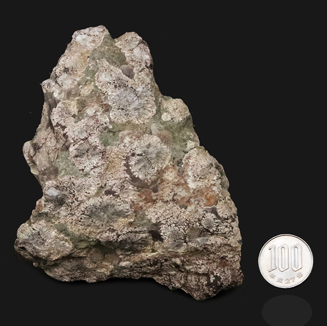 石に咲いた花！国産マニアックシリーズ！島根県大田市産、霰石（あられいし・Aragonite）（その10）