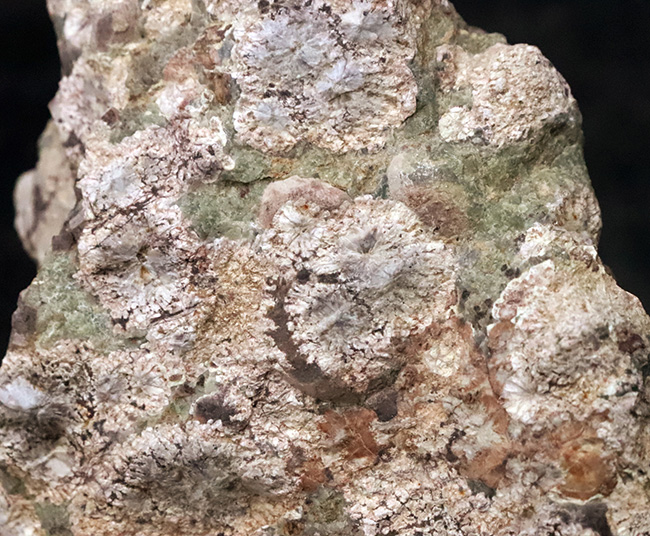 石に咲いた花！国産マニアックシリーズ！島根県大田市産、霰石（あられいし・Aragonite）（その3）