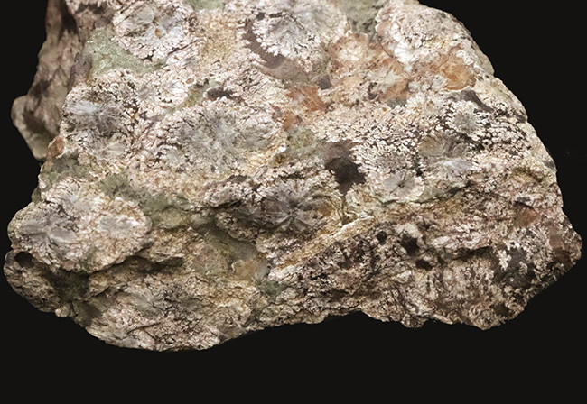 石に咲いた花！国産マニアックシリーズ！島根県大田市産、霰石（あられいし・Aragonite）（その4）