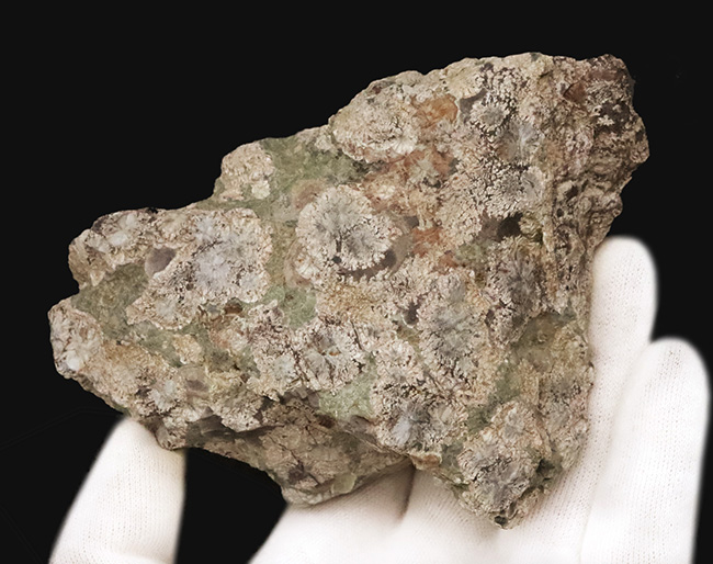 石に咲いた花！国産マニアックシリーズ！島根県大田市産、霰石（あられいし・Aragonite）（その5）