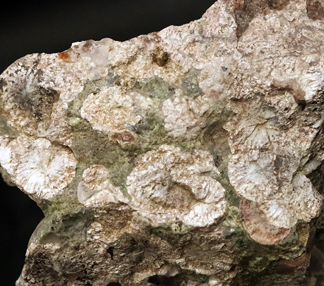 石に咲いた花！国産マニアックシリーズ！島根県大田市産、霰石（あられいし・Aragonite）（その7）