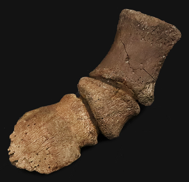 極めて高い希少性、ドリームコレクション！白亜紀末期の巨獣、エドモントサウルス（Edmontosaurus）3連結・趾骨化石（その1）