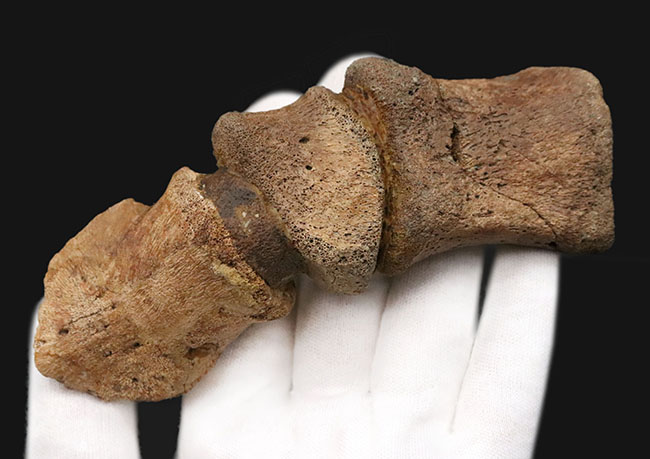 極めて高い希少性、ドリームコレクション！白亜紀末期の巨獣、エドモントサウルス（Edmontosaurus）3連結・趾骨化石（その11）