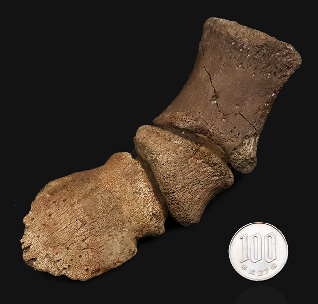 極めて高い希少性、ドリームコレクション！白亜紀末期の巨獣、エドモントサウルス（Edmontosaurus）3連結・趾骨化石（その13）