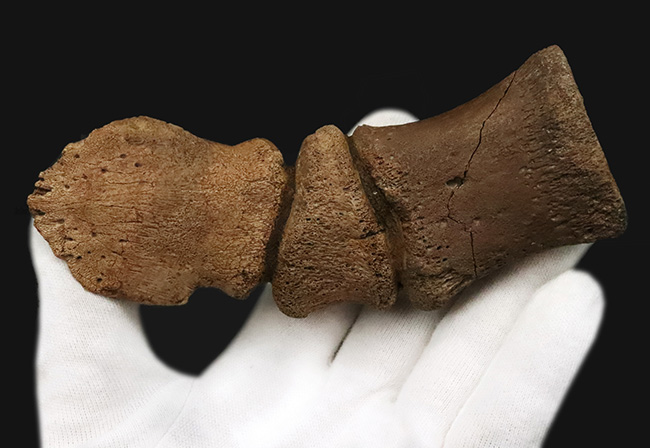 極めて高い希少性、ドリームコレクション！白亜紀末期の巨獣、エドモントサウルス（Edmontosaurus）3連結・趾骨化石（その2）