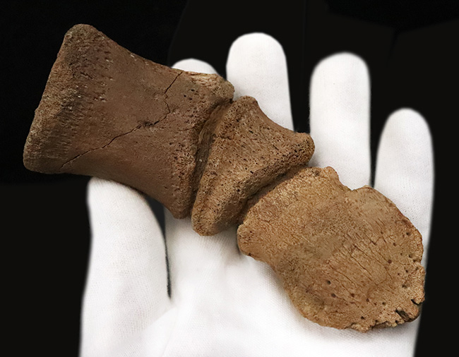 極めて高い希少性、ドリームコレクション！白亜紀末期の巨獣、エドモントサウルス（Edmontosaurus）3連結・趾骨化石（その6）