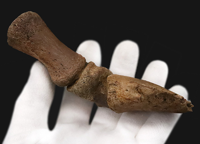 極めて高い希少性、ドリームコレクション！白亜紀末期の巨獣、エドモントサウルス（Edmontosaurus）3連結・趾骨化石（その7）