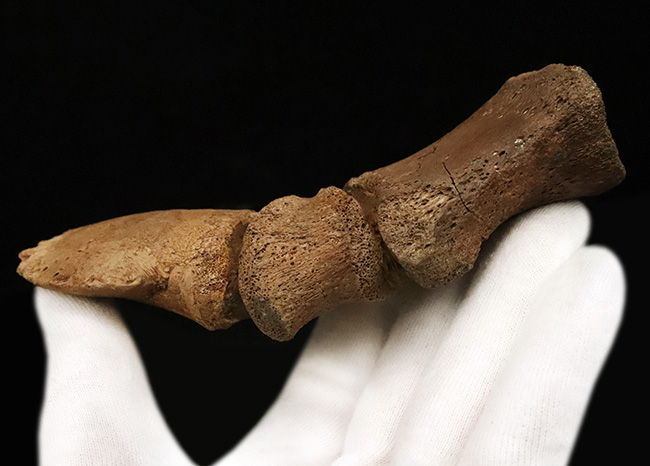 極めて高い希少性、ドリームコレクション！白亜紀末期の巨獣、エドモントサウルス（Edmontosaurus）3連結・趾骨化石（その8）