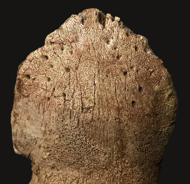 極めて高い希少性、ドリームコレクション！白亜紀末期の巨獣、エドモントサウルス（Edmontosaurus）3連結・趾骨化石（その9）