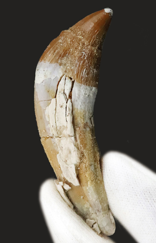 凶暴な原始クジラ・ドルドン（Dorudon）の前歯化石｜クジラ進化の途上を示す一本（その1）